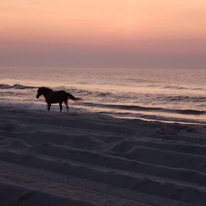 Meet your Posher, Grover